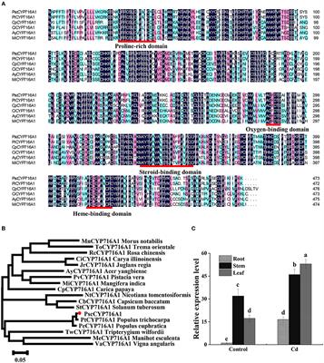 PscCYP716A1-Mediated Brassinolide Biosynthesis Increases Cadmium Tolerance and Enrichment in Poplar
